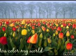You color my world