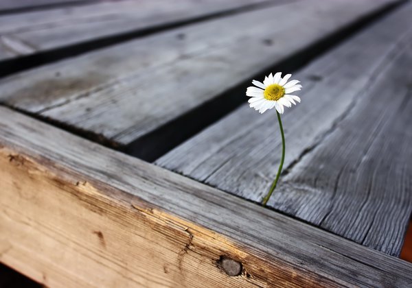 isolated_flower_2-2560x1600.jpg