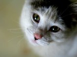 Cat_Cute.JPG
