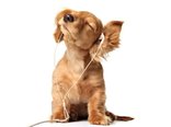 Funny-puppy-enjoying-the-song.jpg 