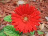 Gerbera_Daisy_Flower_Digon3.JPG