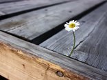 isolated_flower_2-2560x1600.jpg