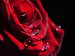 makro___rose_in_black___drops_by_xpsychol-d3bbag3.jpg