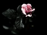 the-sun-kissed-rose-stock.jpg