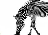 tiere_zebra_abstrakt_natur_schon_gut_foto_montage_design_collage.jpg