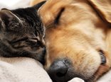 Wallpaper-dog-cat-sleep-friendship-theme-animals-download.jpg
