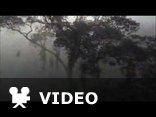 Comptine d'un autre ete : L'apres midi (Planet Earth Video)