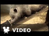 Cross-eyed opossum is Germany's latest star 