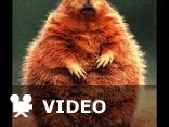 Happy Groundhog Day 