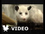 Heidi the opossum
