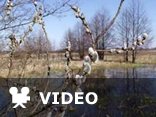 SPRING (FOUR SEASONS) A. Vivaldi