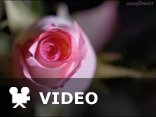 ♥♫ The Rose - GHEORGHE ZAMFIR♥♫ 