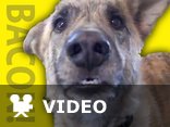 Ultimate Dog Tease