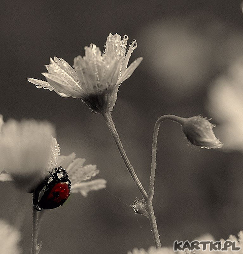 Bez Ciebie świat powoli traci kolory