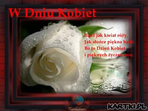 biała róża