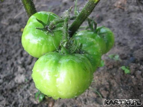 ...bo nadzieja ma kolor zielony