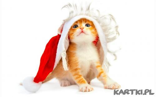 Boże Narodzenie kotek2