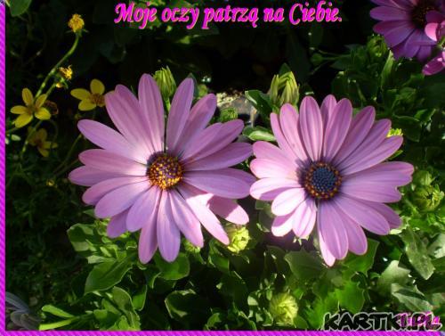 Czy tego chcesz, czy nie chcesz.