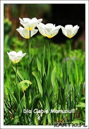 Dla mamusi