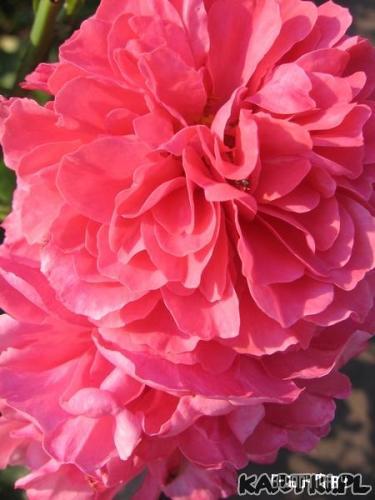 Dwie, róże dwie...