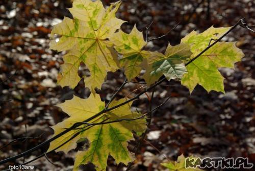 gra światła na liściach...