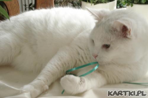 Gwiazdka z moim kotem