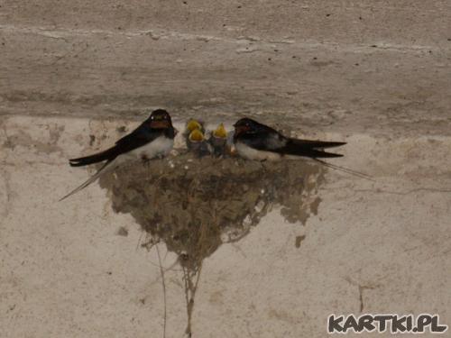 jaskółki