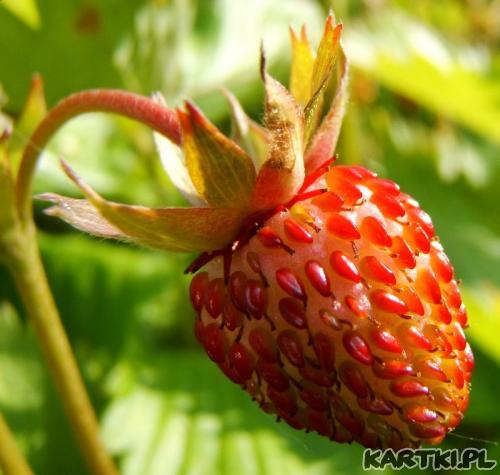 Jesteś słodki jak...