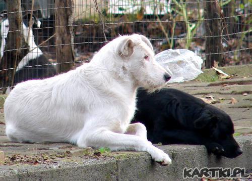 Kocham cię  nie oszukasz mnie!