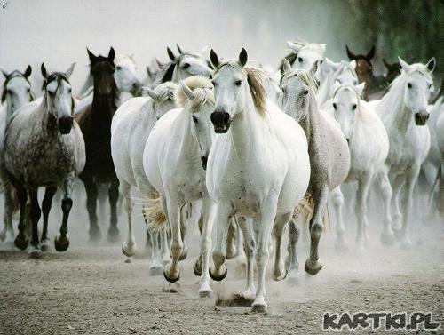 Koń