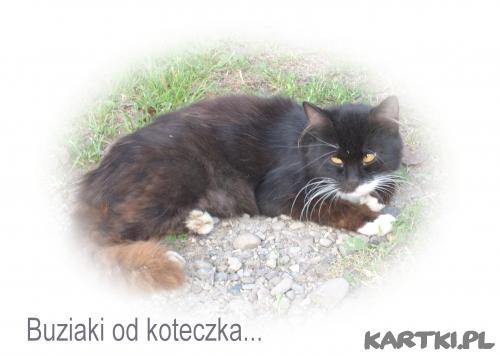 koteczek