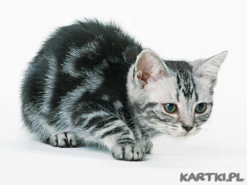 Kotek