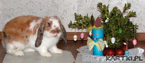 królik wielkanocny