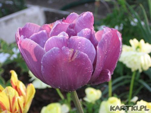 Kto powiedział, że fiolet jest smutny?