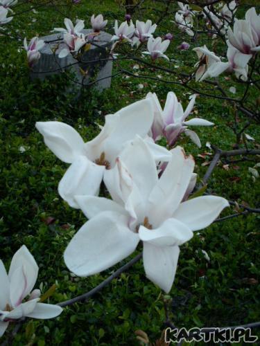 Magnolie