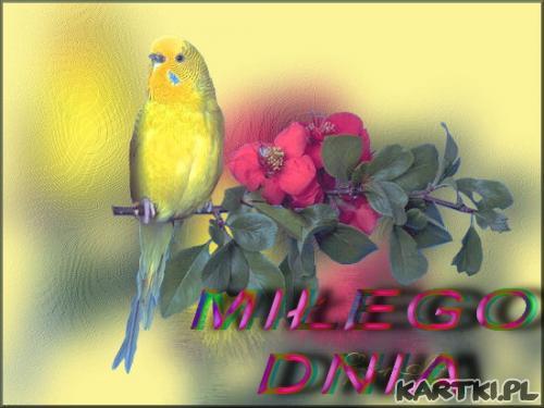 Miłego Dnia