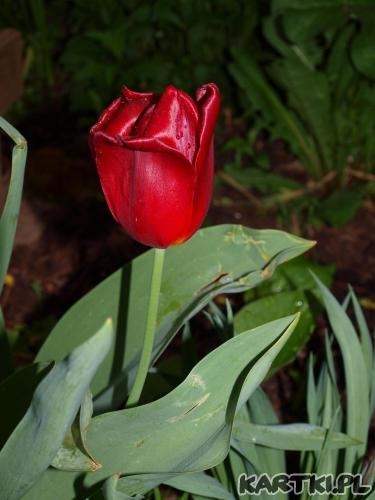 Miłego dnia życzę