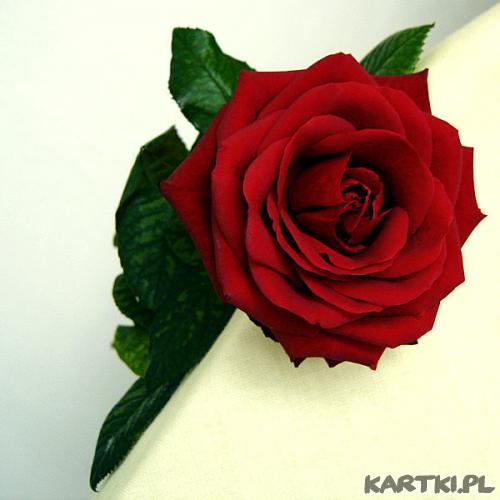 miłośc poprzez róże i kartki miłosne