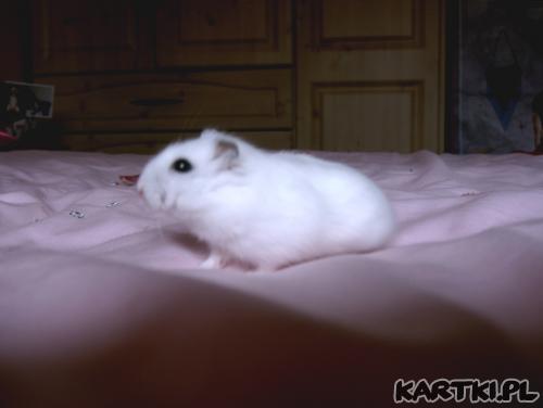mój chomik dazy!!
