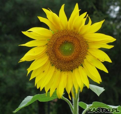 mój słonecznik