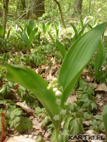 Moje serducho bije tylko dla Ciebie :*