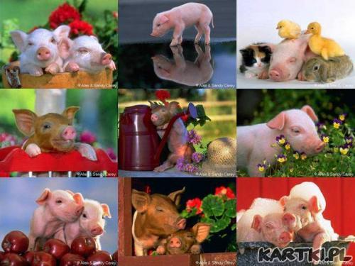 na szczęście..na zdrowie..na ten Nowy Rok