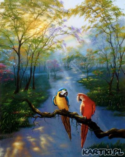 Papużki nierozłączki