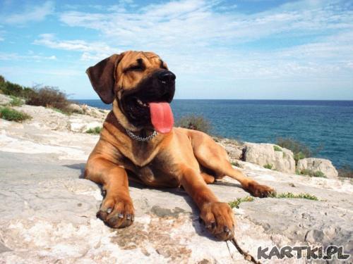 Piesek nad morzem...xD