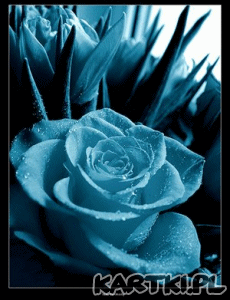 Przepiekne Róże tylko dla ciebie...