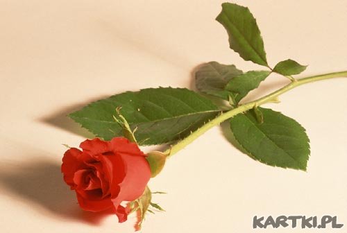 róża