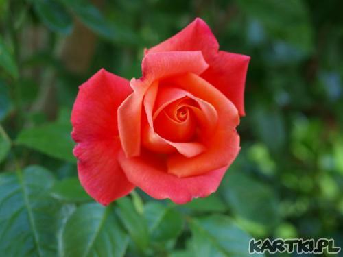 Róża dla Ciebie