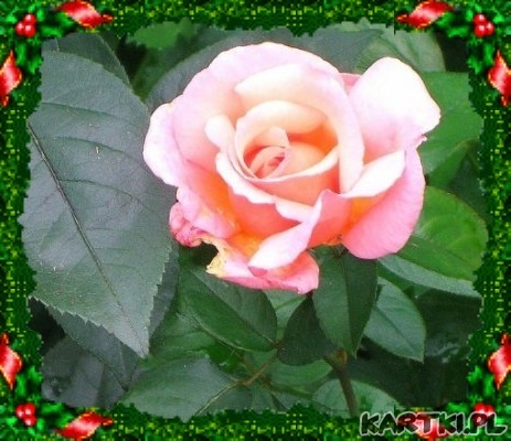 roze