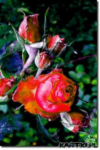 róże słońcem malowane