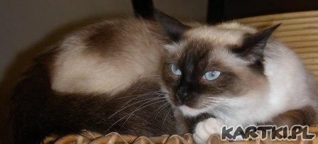 Rzeczona komódka poraża urodą ciężkich wspomnień.